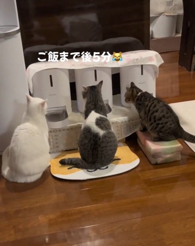 ご飯を待つ3匹の猫