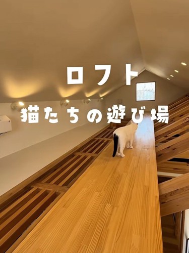 ロフトを歩く猫