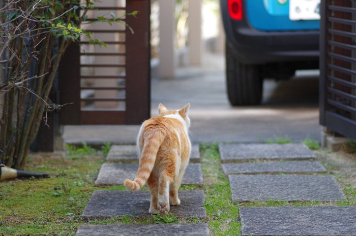 立ち去る猫