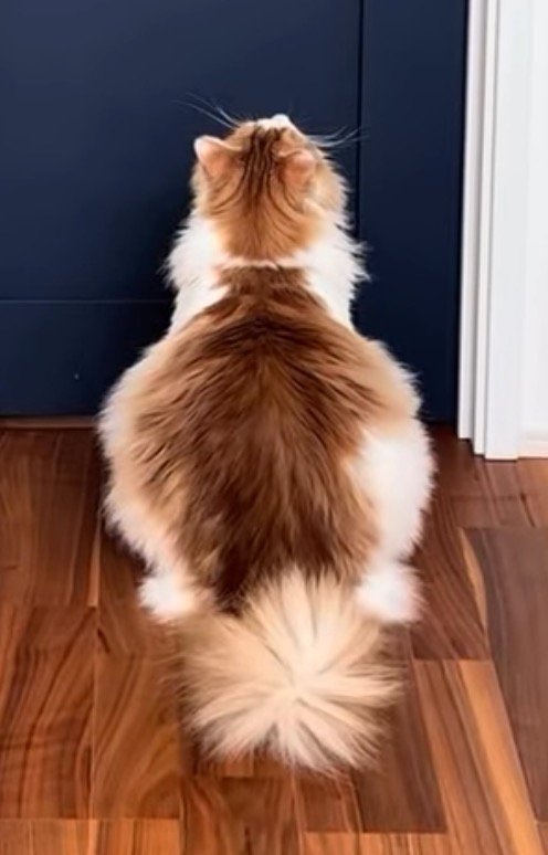 ドアノブを見つめる猫