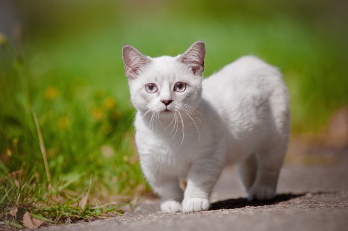 道を歩くマンチカンの子猫