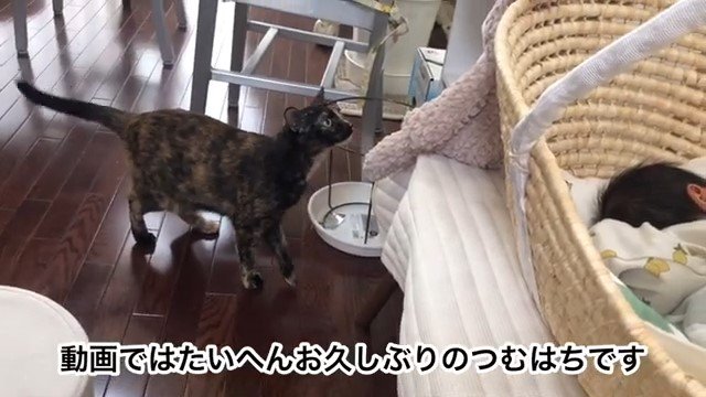 クーファンに近づく猫