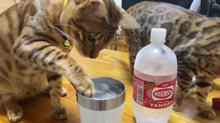 氷を触る猫