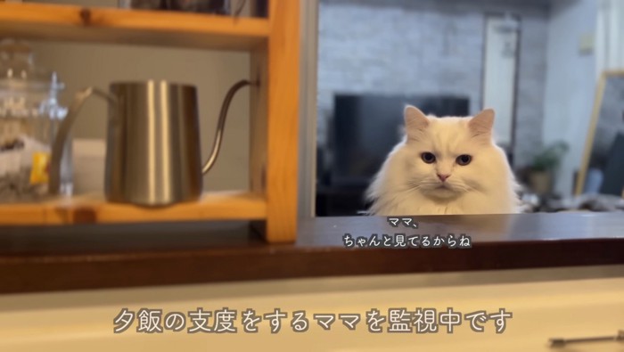 ママさんのお料理を監視するシロちゃん