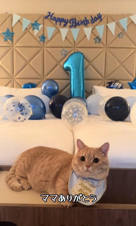 1歳の誕生日を祝われている猫