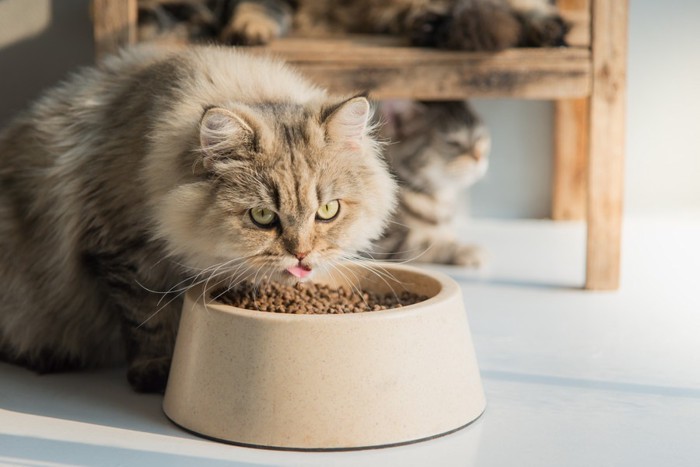 餌を食べる茶色の猫