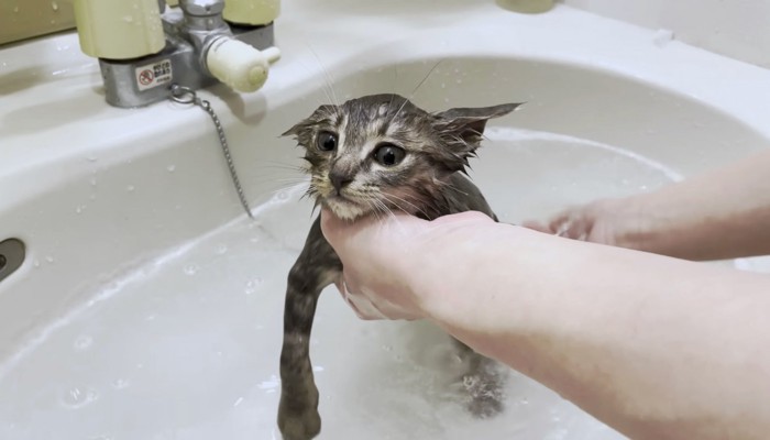 気持ちよさそうな子猫