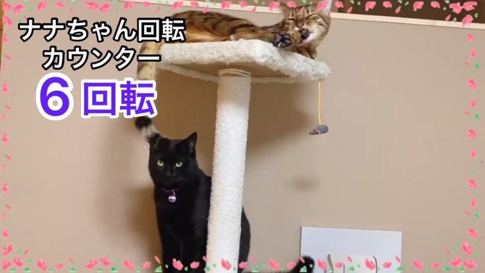 おすわりする黒猫