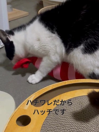おもちゃで遊ぶ猫