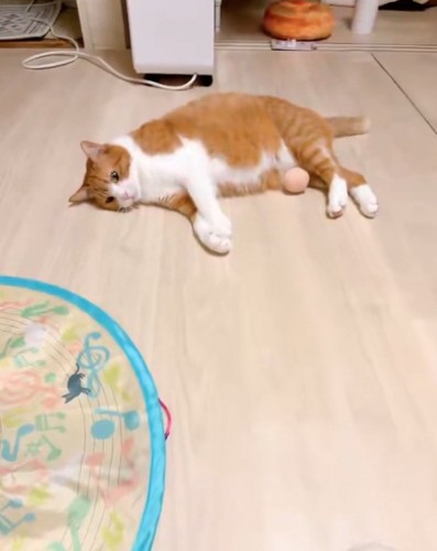 ボールが当たる猫