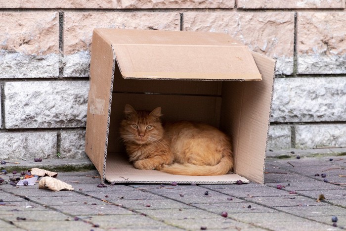 ダンボール箱の中の猫