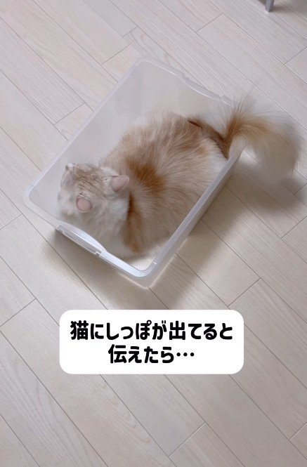 ケースに入る猫