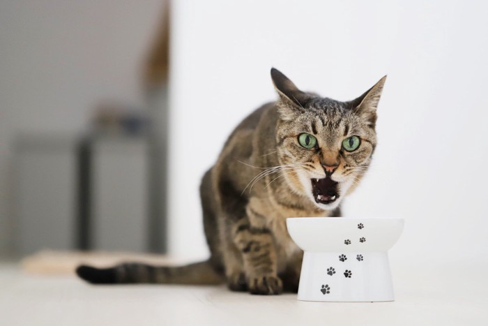 ご飯が足りないと言っている猫