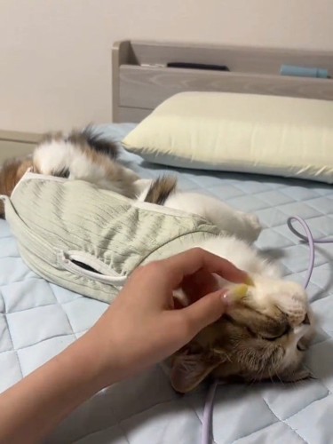 なでられて仰向けになる猫