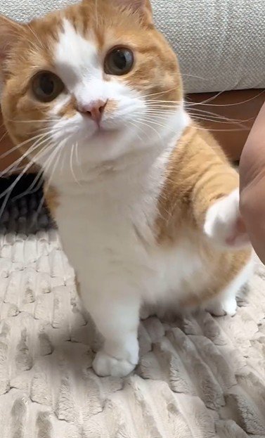 おかわりをしている猫