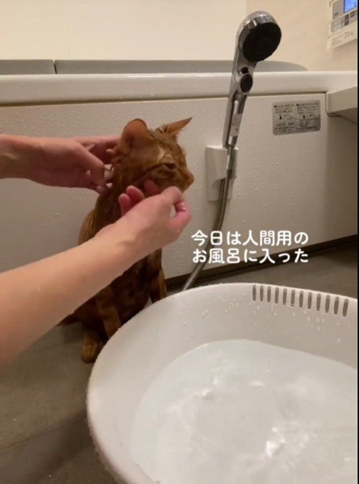 体を洗っている猫