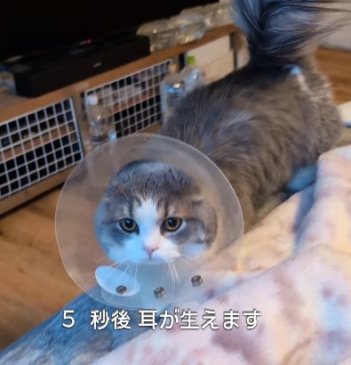 エリカラを着けた猫(5秒後耳が生えます)