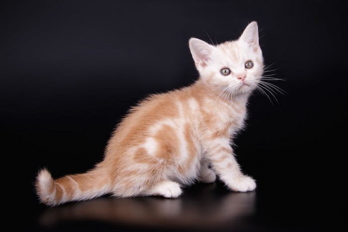 座ってこちらを振り返るアメリカンショートヘアの子猫