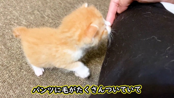 毛だらけ