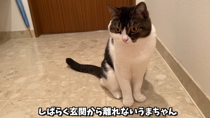 座る猫