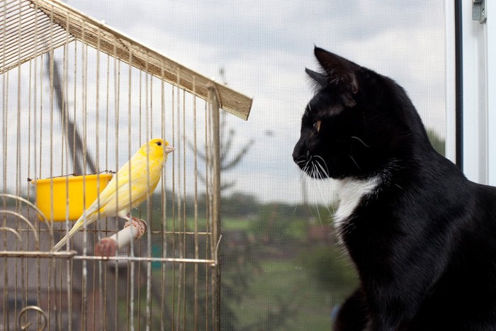 鳥かごを見る猫