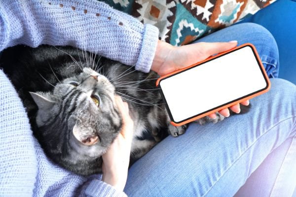 スマホを持った人と猫