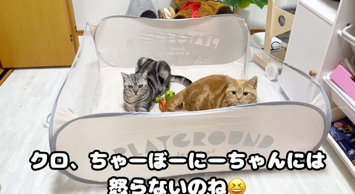 サークルの中の猫