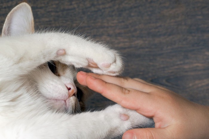 子供の手に前足で触ろうとする猫