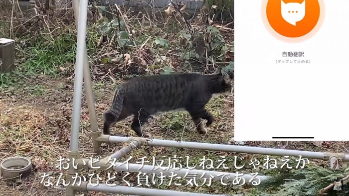 猫には勝った