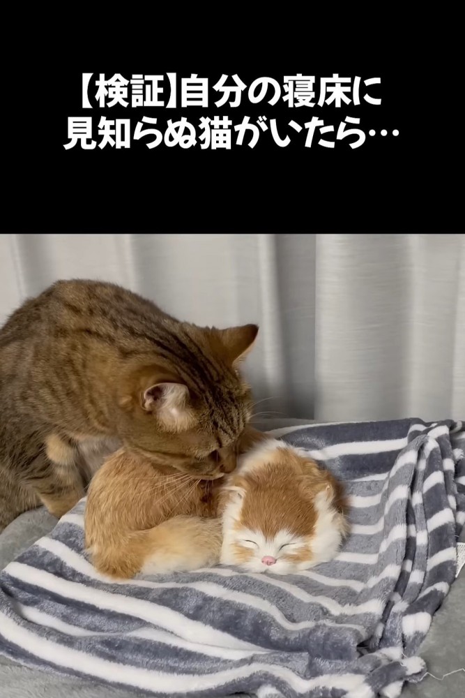 置物に顔を近づける猫