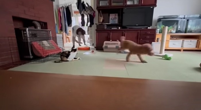 奥から走ってくる母