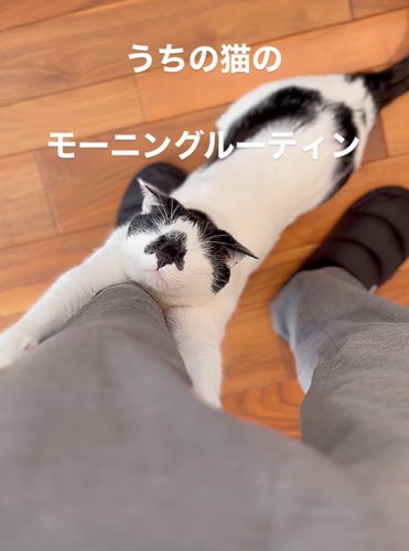 ストレッチする猫