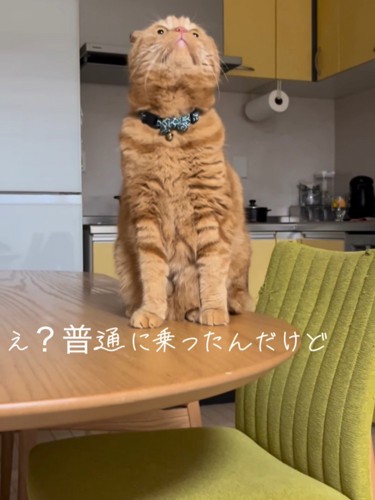 テーブルの上に座って上を見る猫