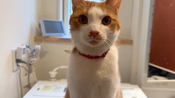 こちらを見つめる姿