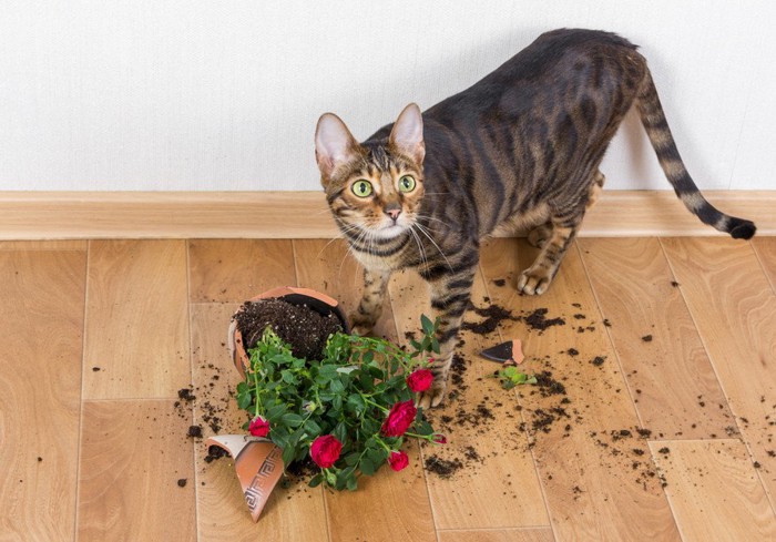 植木鉢を落とした猫