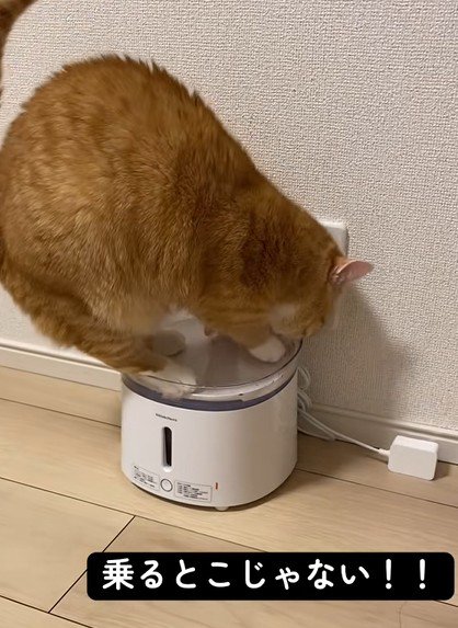 給水器に乗る猫