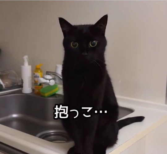 シンクの上に座っている猫