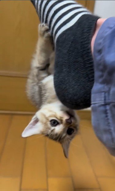 人の足に掴まってぶら下がっている子猫