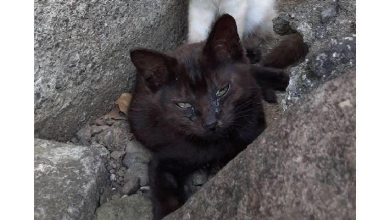 外にいる猫