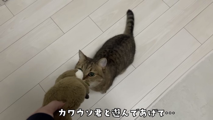 「カワウソ君と遊んであげて...」のテロップ写真