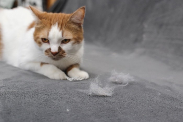 猫と抜け毛