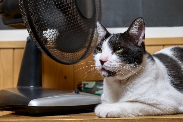 扇風機の前の猫