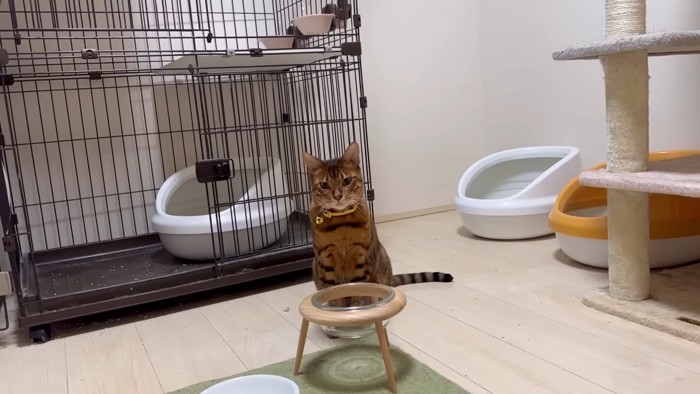 おすわりする猫