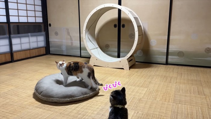 ぴくぴく