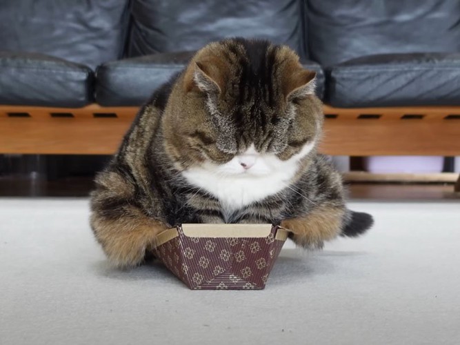 パウンドケーキ型の中に座る猫