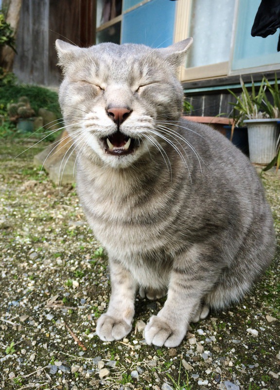 ゴロゴロ鳴く猫と人間