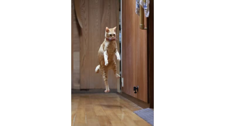 ジャンプした猫