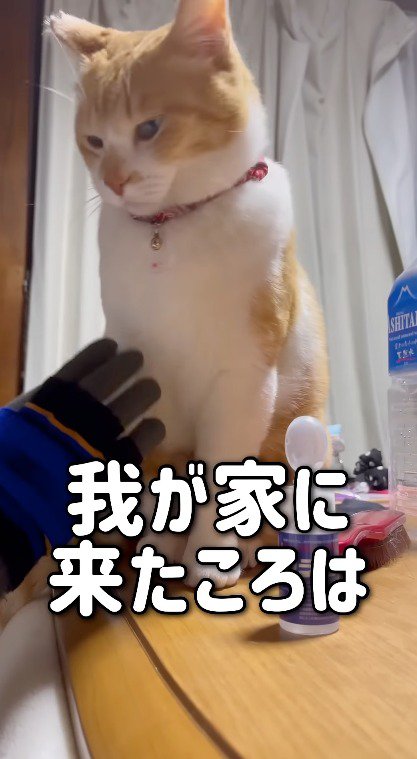 猫に手を伸ばす女性