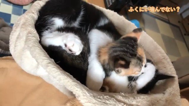 子猫を抱える猫