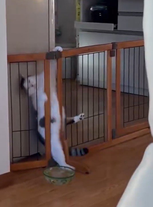 柵からずり落ちて床に足を着ける猫